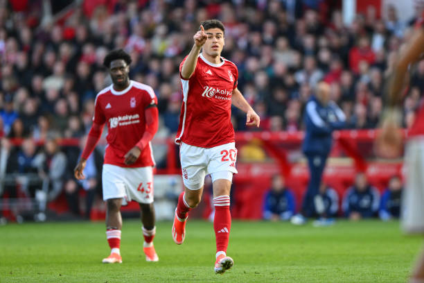 的樟子松种 的樟子松种